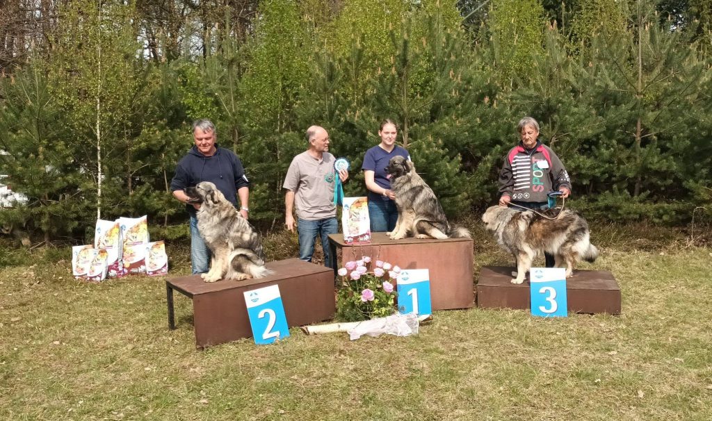 raški ovčar na specialni razstavi kraških ovčarjev v Sloveniji
