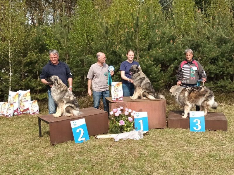 raški ovčar na specialni razstavi kraških ovčarjev v Sloveniji